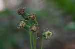 Rugel's Indianplantain <BR>Rugel's ragwort